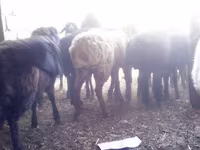 公羊, Sheep — 照片 5