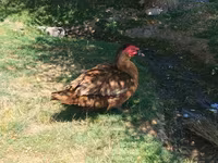 Muscovy domestica — foto 1