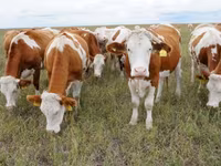 Bull, Simmental cattle — photo 1