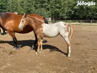 Асп, Appaloosa — акс 4