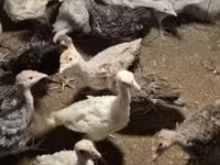 Turkeys — φωτογραφία 2