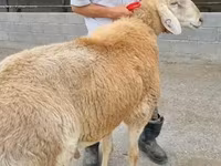 قوچ, Arashan sheep — عکس 1