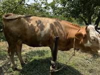 Lembu betina, Cattle — foto 4