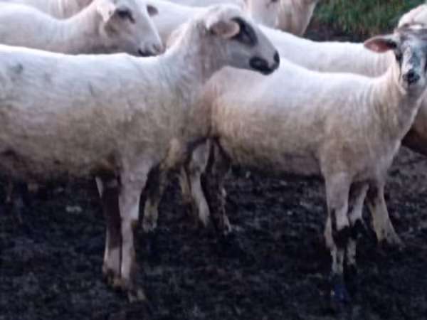 Sheep, Tsigai sheep — Moldova