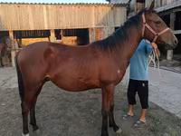Cavallo, Cavalli — foto 1