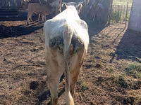 Mucca, Simmental cattle — foto 3