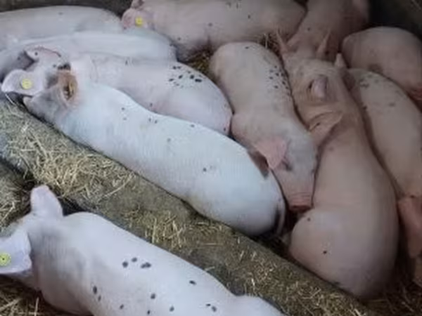 Scrofa, Maiali