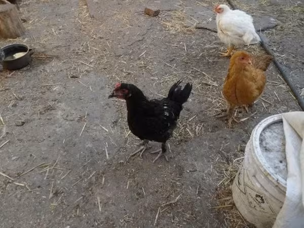 Chickens