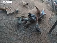 Chickens — الصورة 2
