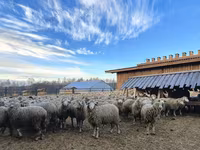 የጎትት አውራ በግ, Kuibyshev sheep — ፎቶ 2