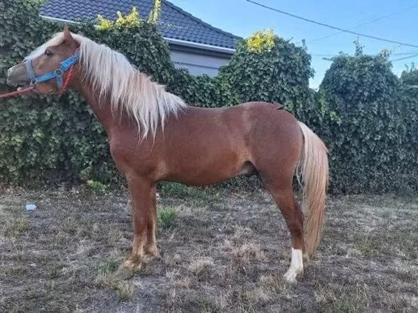 Hingst, Heste