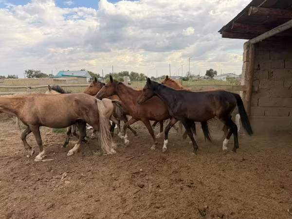 ፈረሶች (ቡድን፣ ጾታ አልተጠቀሰም), Horses