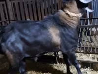 Kozel, Nubian Goat — foto 2