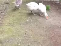 Geese — foto 1