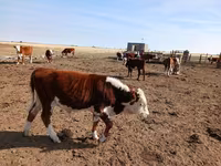 Bull, Kazakh White-headed cow — photo 2