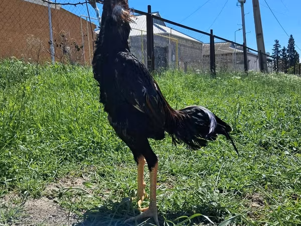 Chickens