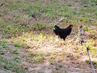 Chickens — รูปภาพ 2
