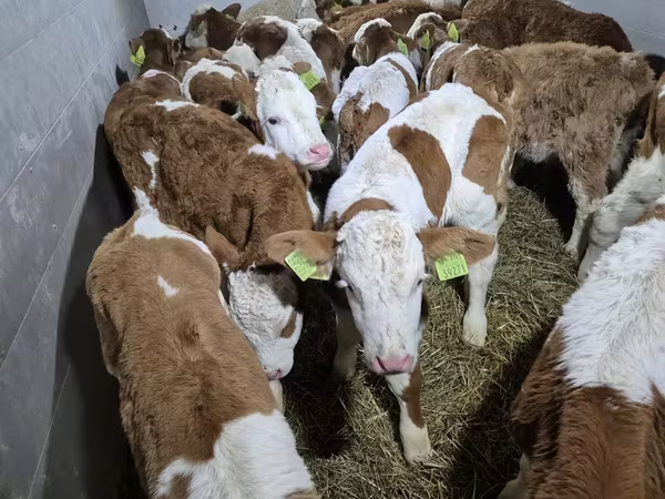 Dibi, Simmental cattle