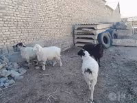 قوچ, گوسفند — عکس 3