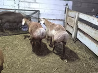 แกะตัวผู้, Arashan sheep — รูปภาพ 5