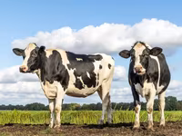 Ko, Holstein-race — foto 1