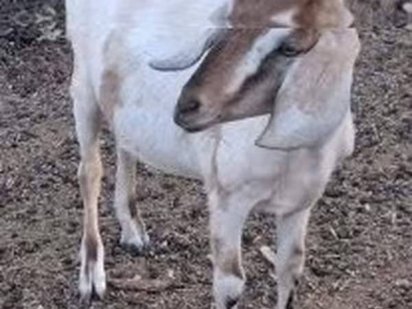 Goat, Nubian Goat — Hungary