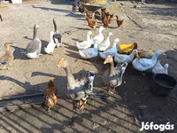 Ducks — Foto 2