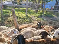 Πρόβατο, Πρόβατα — φωτογραφία 7