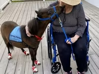 Cavalla, Miniature horse — foto 4