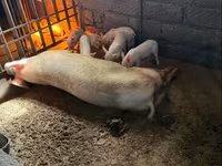 Scroafă, Porci — foto 6