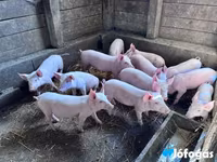 Babi betina, Pigs — foto 5