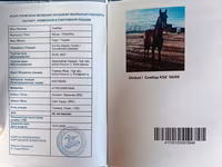 Hingst, Arabian horse — foto 6