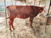 소(암수 미지정, 묶음), Simmental cattle — 사진 2