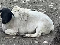 암양, Dorper sheep — 사진 2