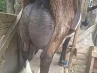 Kozel, Alpine goat — foto 4