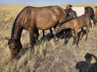 Ngựa cái, Kazakh horse — ảnh 1