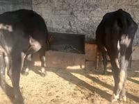 암소, Russian Black pied cattle — 사진 2
