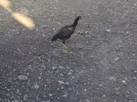 Chickens — foto 1