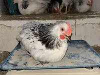 Brahma — foto 1
