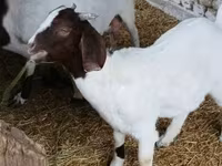 แพะตัวผู้, Boer goat — รูปภาพ 8
