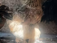 Brahma — foto 3