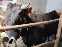 ወንድ በሬ, Cattle — ፎቶ 1
