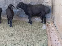 قوچ, Hissar sheep — عکس 1