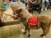 Cavalla, Miniature horse — foto 2