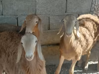 قوچ, Arashan sheep — عکس 5