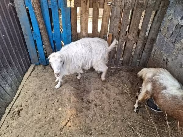 Goat, Goats — Hungary