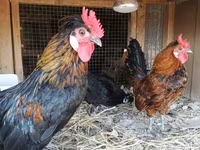 Chickens — foto 4