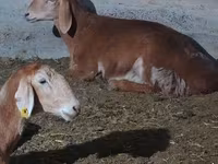 ভেড়ার পাঁঠা, Arashan sheep — ছবি 4