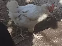 Chickens — foto 4