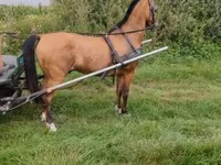 Адуу, Hungarian horse breed — 2 зураг